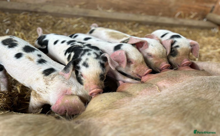 Pig livestock - Advert 1