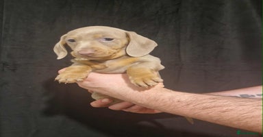 Dachshund dogs - Advert 1