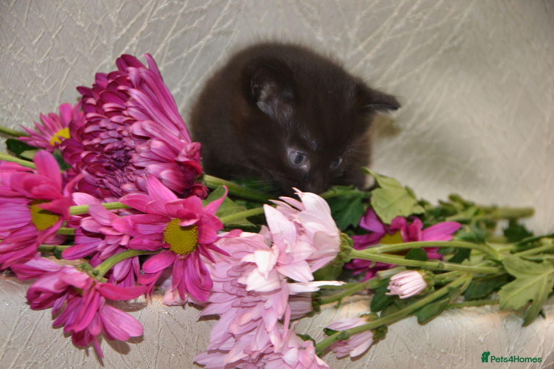 Mixed Breed cats for sale: Beautiful Bombay/Maine-Coone Kitten!  - Image 5