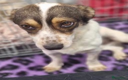Mixed Breed dogs for adoption: Brodie In Ayr Looking for a home  - Image 12