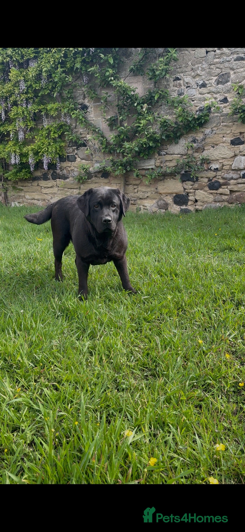 Labrador Retriever dogs 5 year old black Labrador  - Advert 1