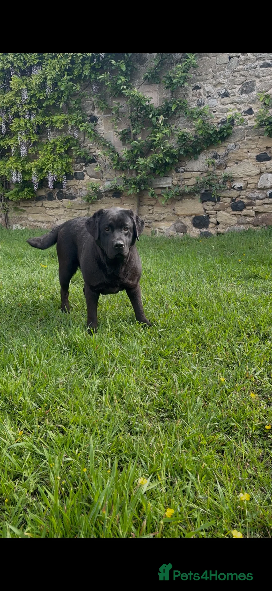 Labrador Retriever dogs for sale: 5 year old black Labrador  - Advert 1