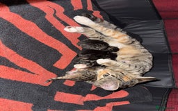 British Shorthair cats for sale: tabby babies - Image 3