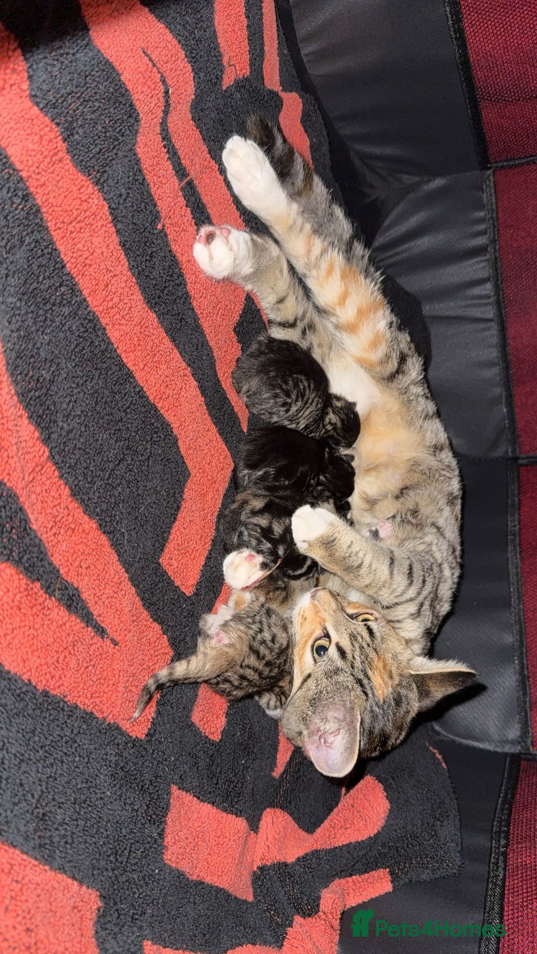 British Shorthair cats for sale: tabby babies - Image 3