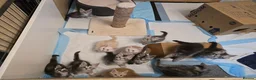 Maine Coon cats for sale: 12 Maine Coon kittens  - Advert 3
