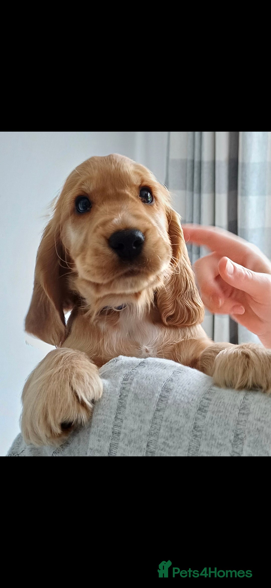 Cocker Spaniel dogs for sale: Outstanding health tested golden show cockers - Advert 7