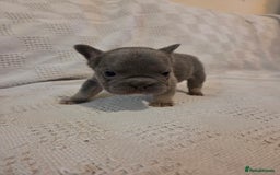French Bulldog dogs for sale: 4 beautiful French bulldog pups  - Image 5