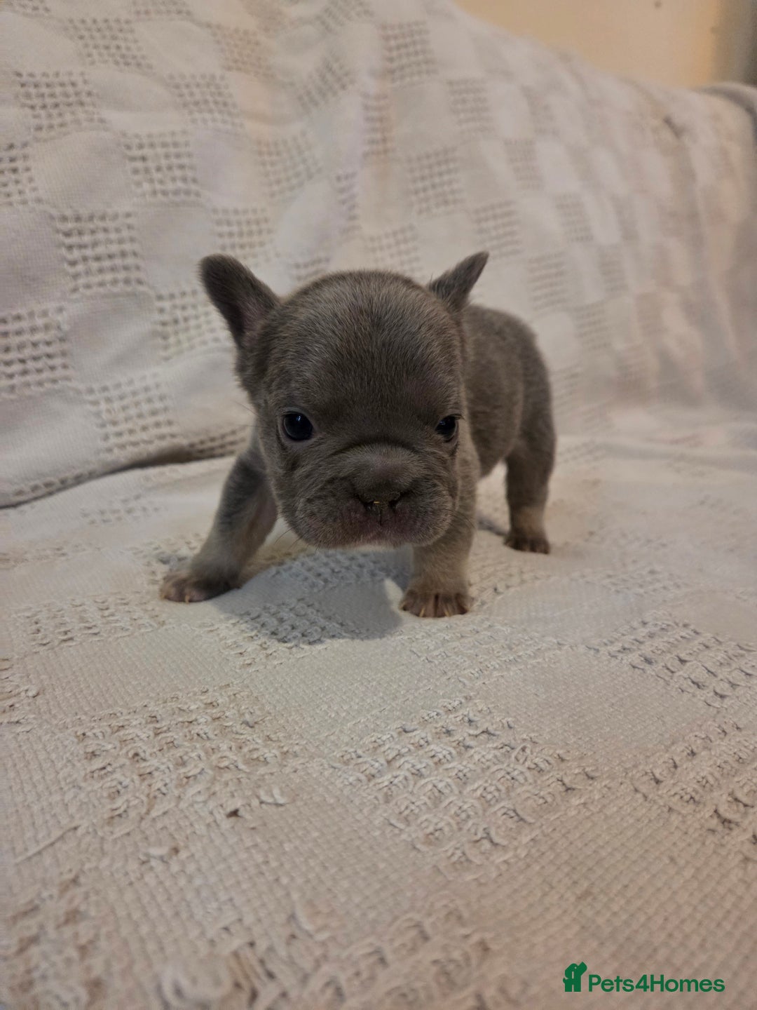 French Bulldog dogs for sale: 4 beautiful French bulldog pups  - Image 5