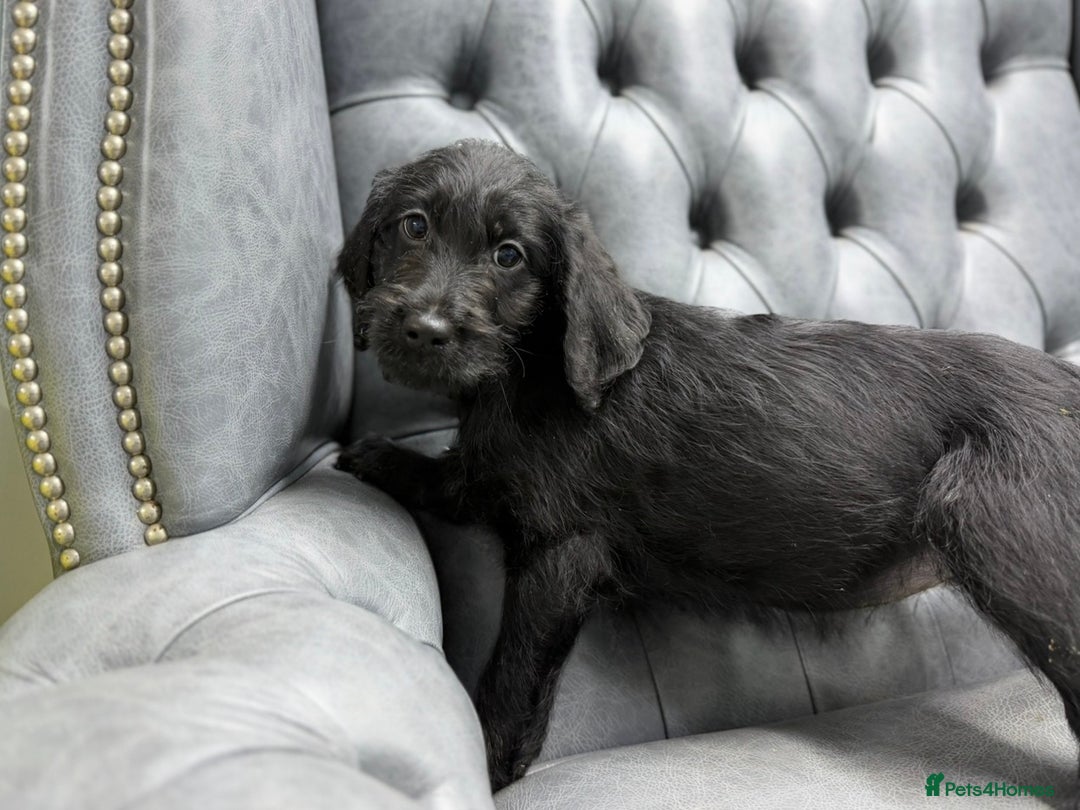 Labradoodle dogs for sale: Standard Labradoodle Puppies  - Advert 8