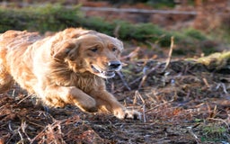 Golden Retriever dogs for stud: Raystone Westnab (Chase), Working, Family Pet  - Advert 2