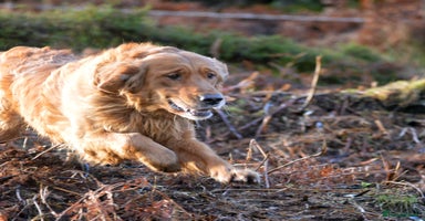 Golden Retriever dogs Raystone Westnab (Chase), Working, Family Pet  - Advert 16