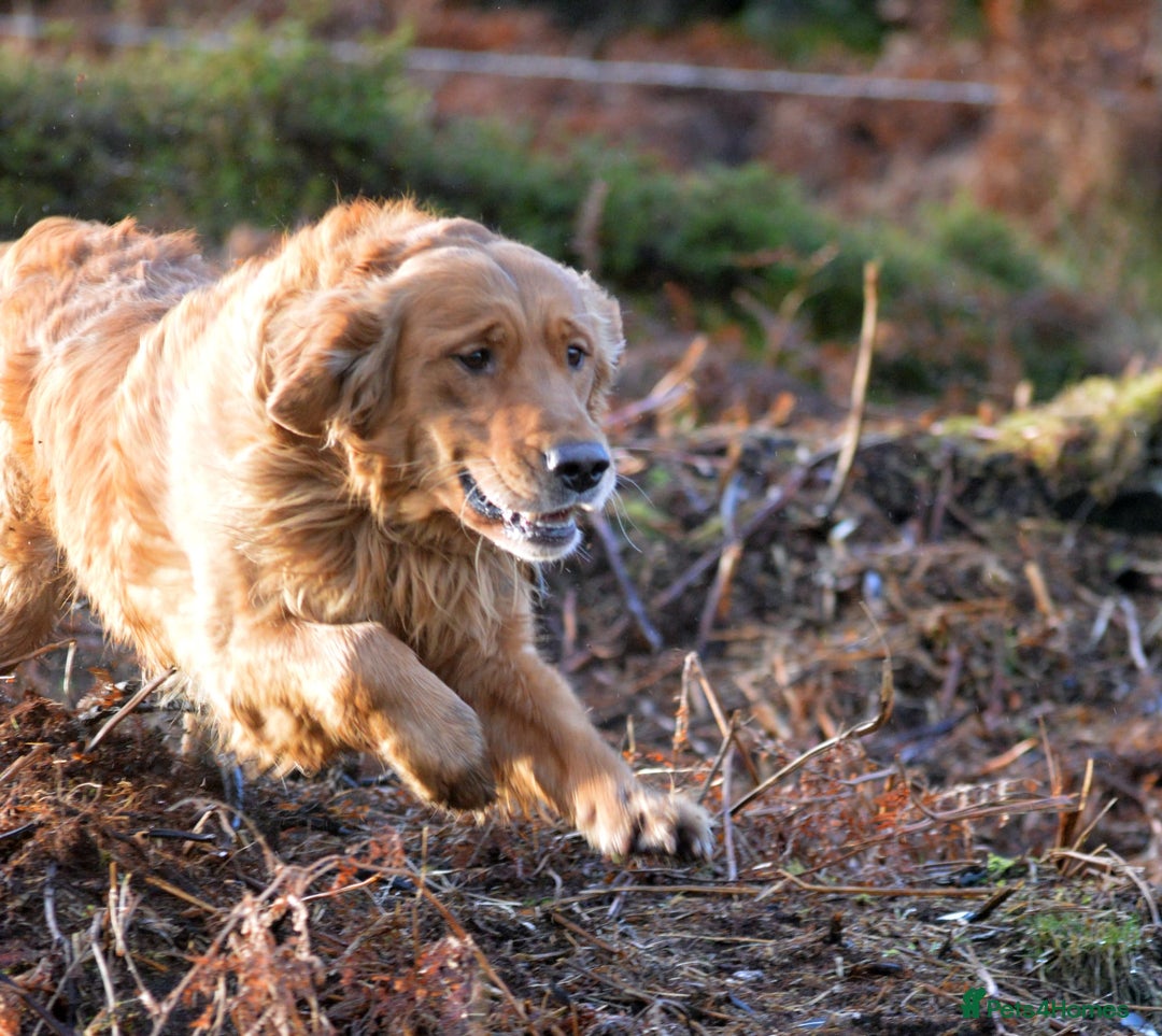Golden Retriever dogs for stud: Raystone Westnab (Chase), Working, Family Pet  - Advert 2