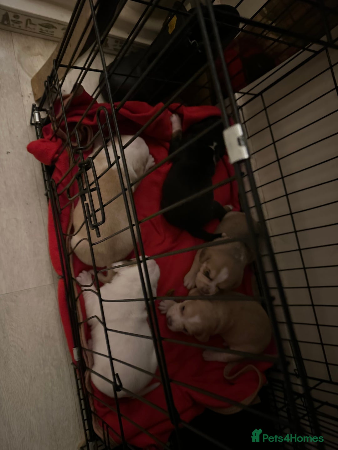 Mixed Breed dogs for sale: Beagle / pocket bully puppies  - Advert 6