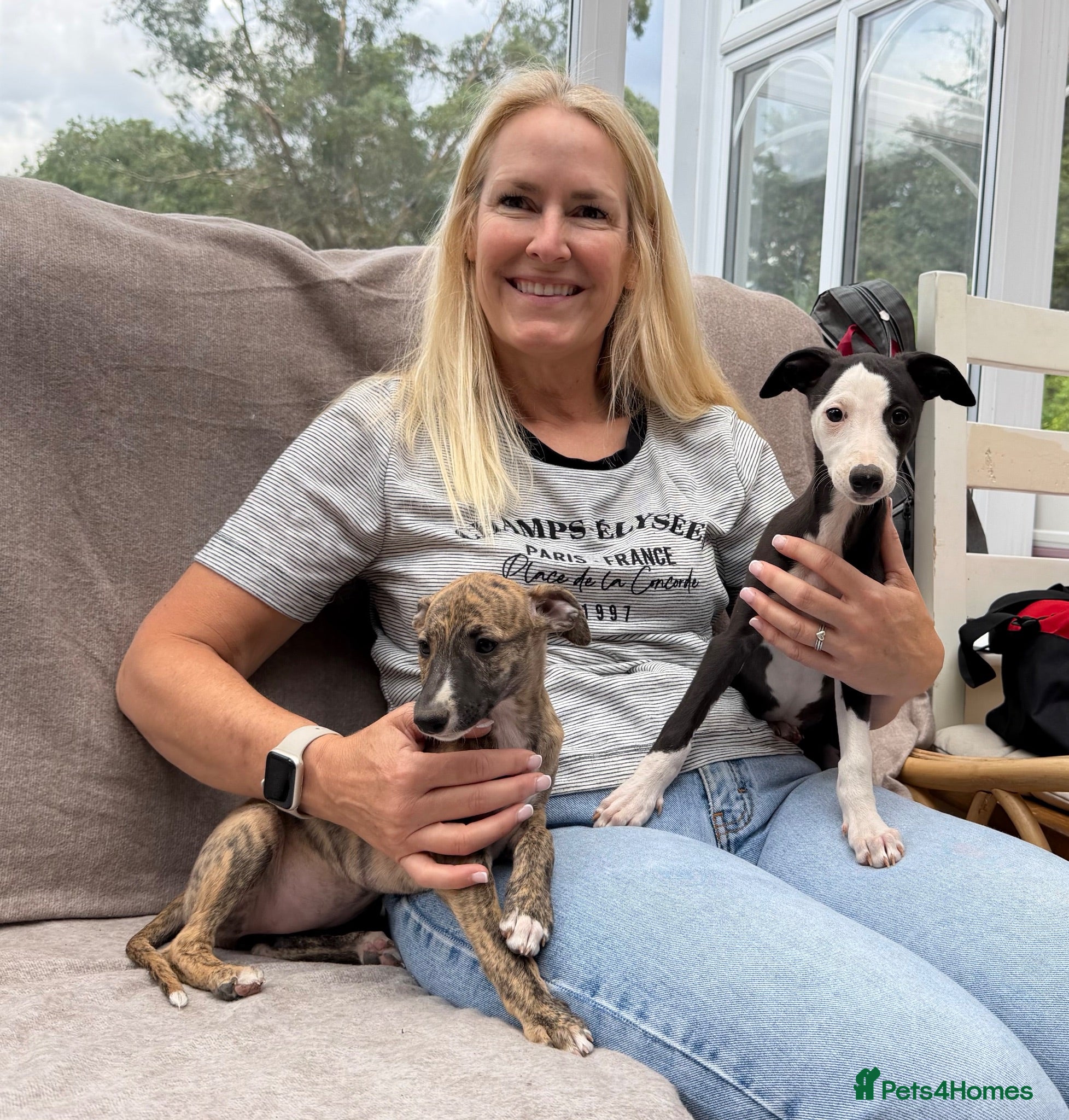 Whippet dogs READY TO GO - Healthy, well-bred, KC Whippet pups - Advert 3