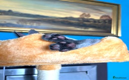 Russian Blue cats for sale: Russian blue kittens GCCF registered  - Image 7