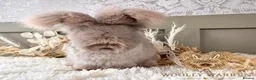 Angora rabbits for sale: Beautiful Adult Angoras Available  - Advert 4
