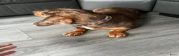 Dachshund dogs for sale: Dashhound female  in Ellesmere Port - Advert 2