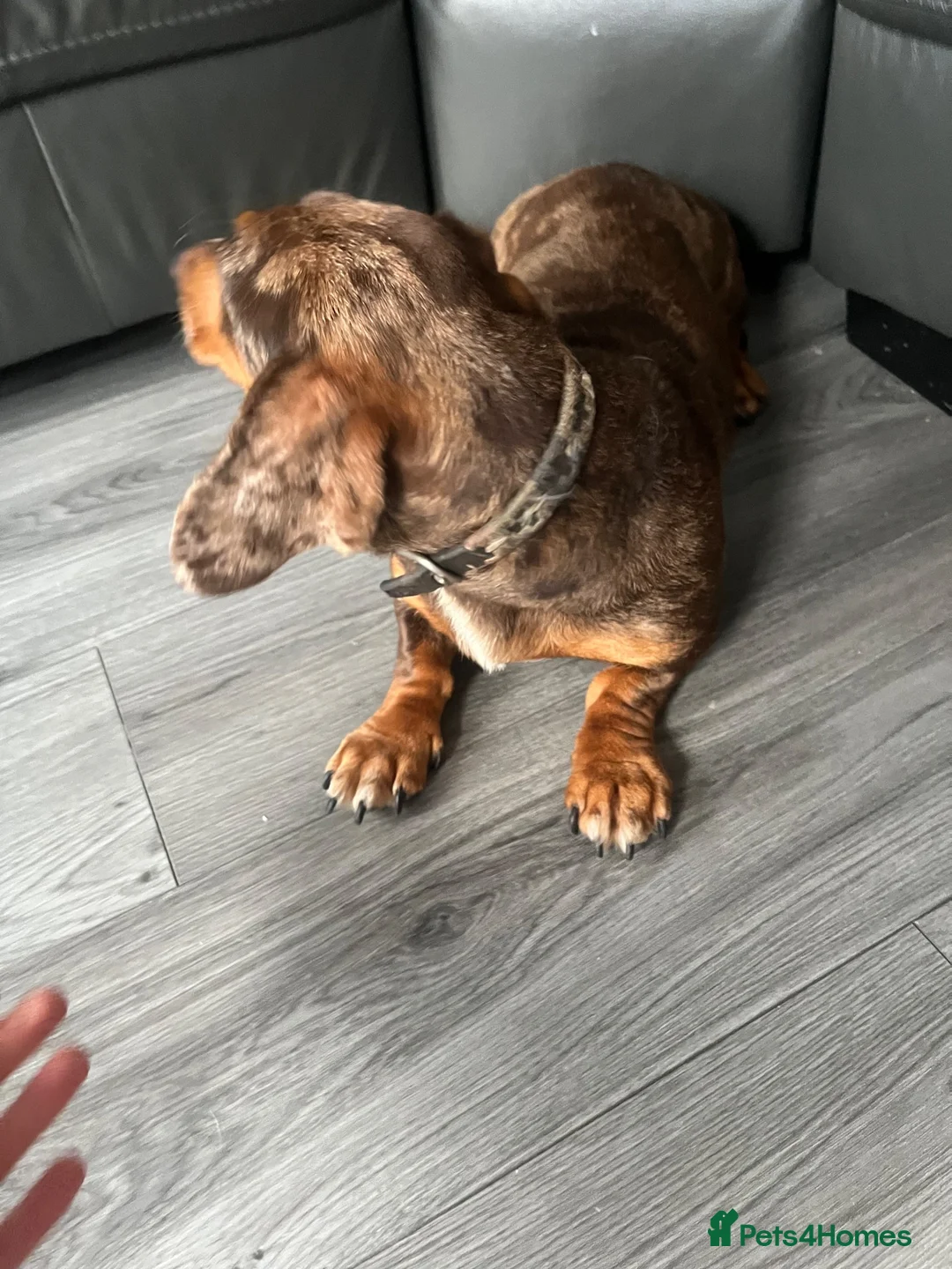Dachshund dogs for sale: Dashhound female  in Ellesmere Port - Advert 2