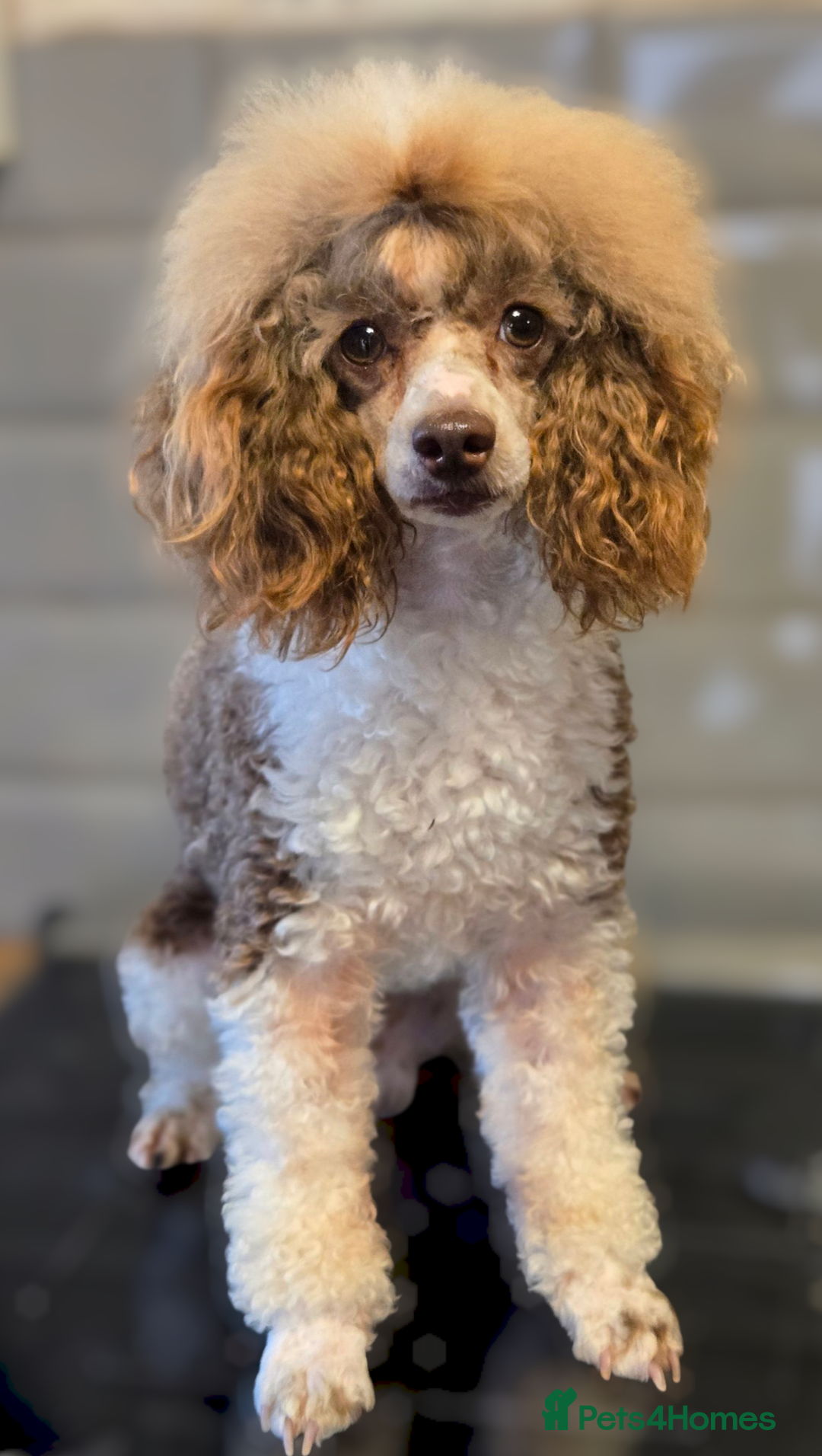 Toy Poodle dogs for sale: Adult Male KC Reg Toy Poodle - Image 3