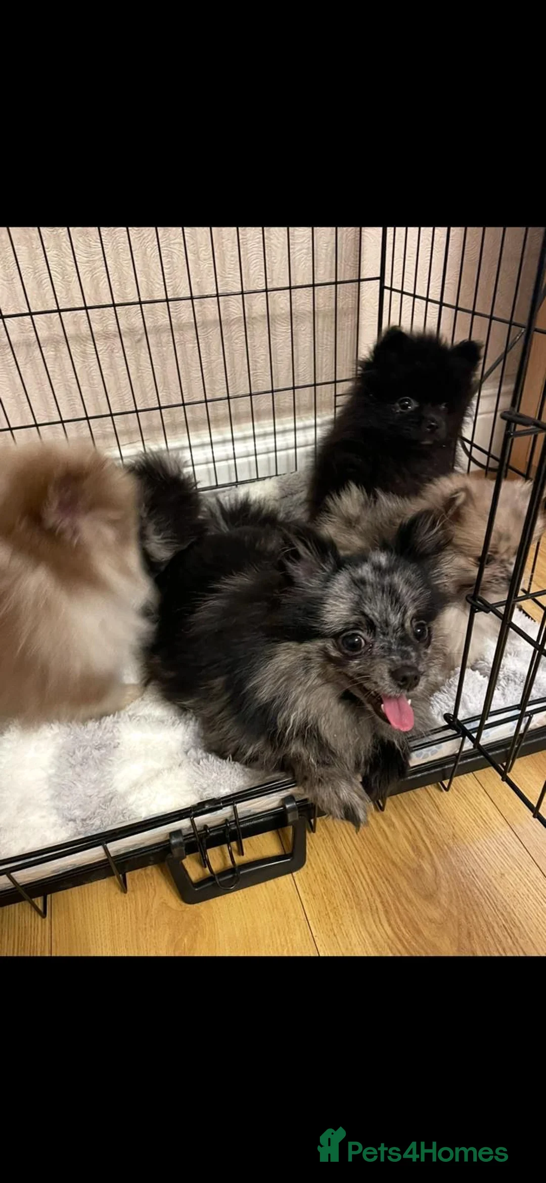 Pomeranian dogs for sale: Two beautiful little Pomeranians left  in Leeds - Advert 10