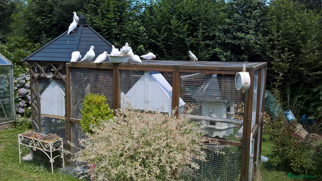 Doves birds for sale: Pure and Best Quality White Doves. READY NOW - Image 4