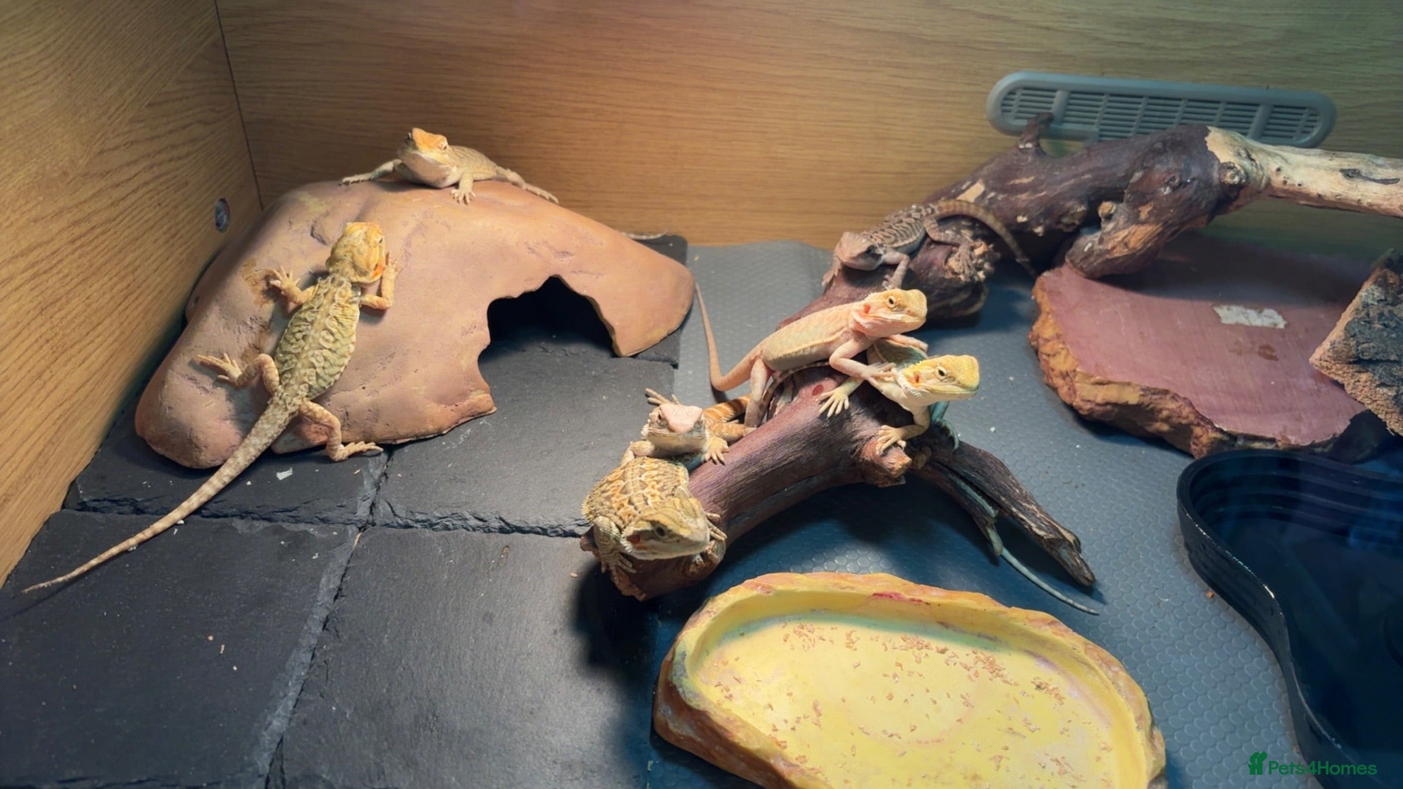 Bearded Dragon reptiles Bearded dragon babies,  - Advert 7