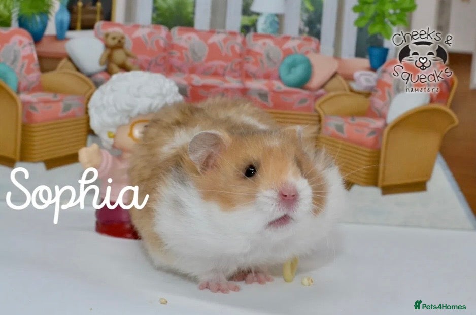 Hamster rodents for sale: Syrian Hamsters For Sale in Dunstable - Advert 7
