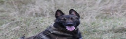 Belgian Shepherd Dog dogs for stud: FCI Belgian Malinois for Stud - Advert 6