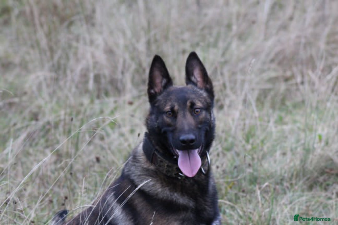 Belgian Shepherd Dog dogs for stud: FCI Belgian Malinois for Stud - Image 6