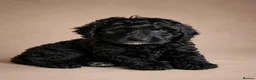 Labradoodle dogs for stud: 🌟Quality Australian Labradoodle-Proven 🌟 - Advert 8