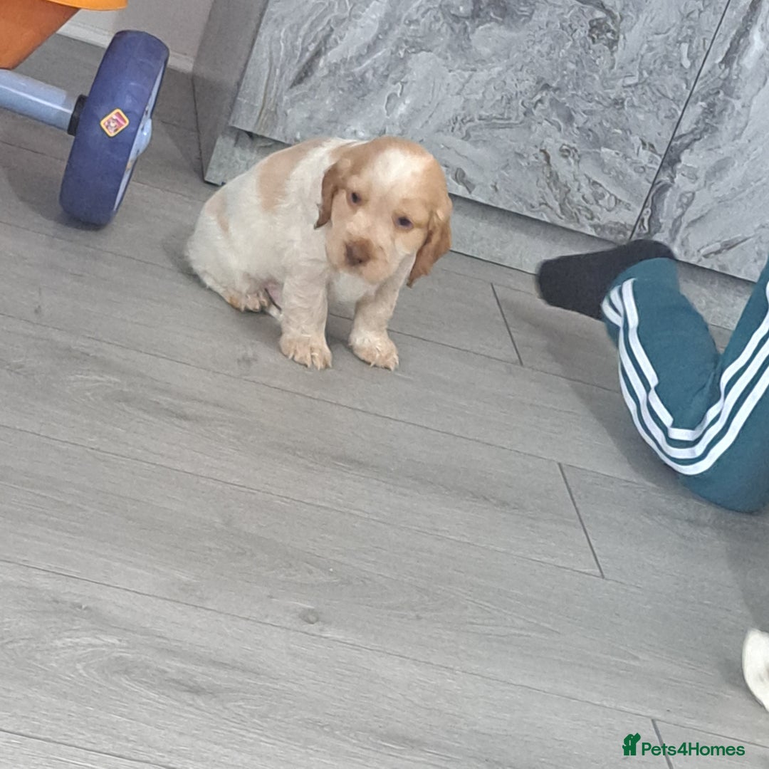 Cocker Spaniel dogs for sale: Cocker spaniel/show - Advert 5