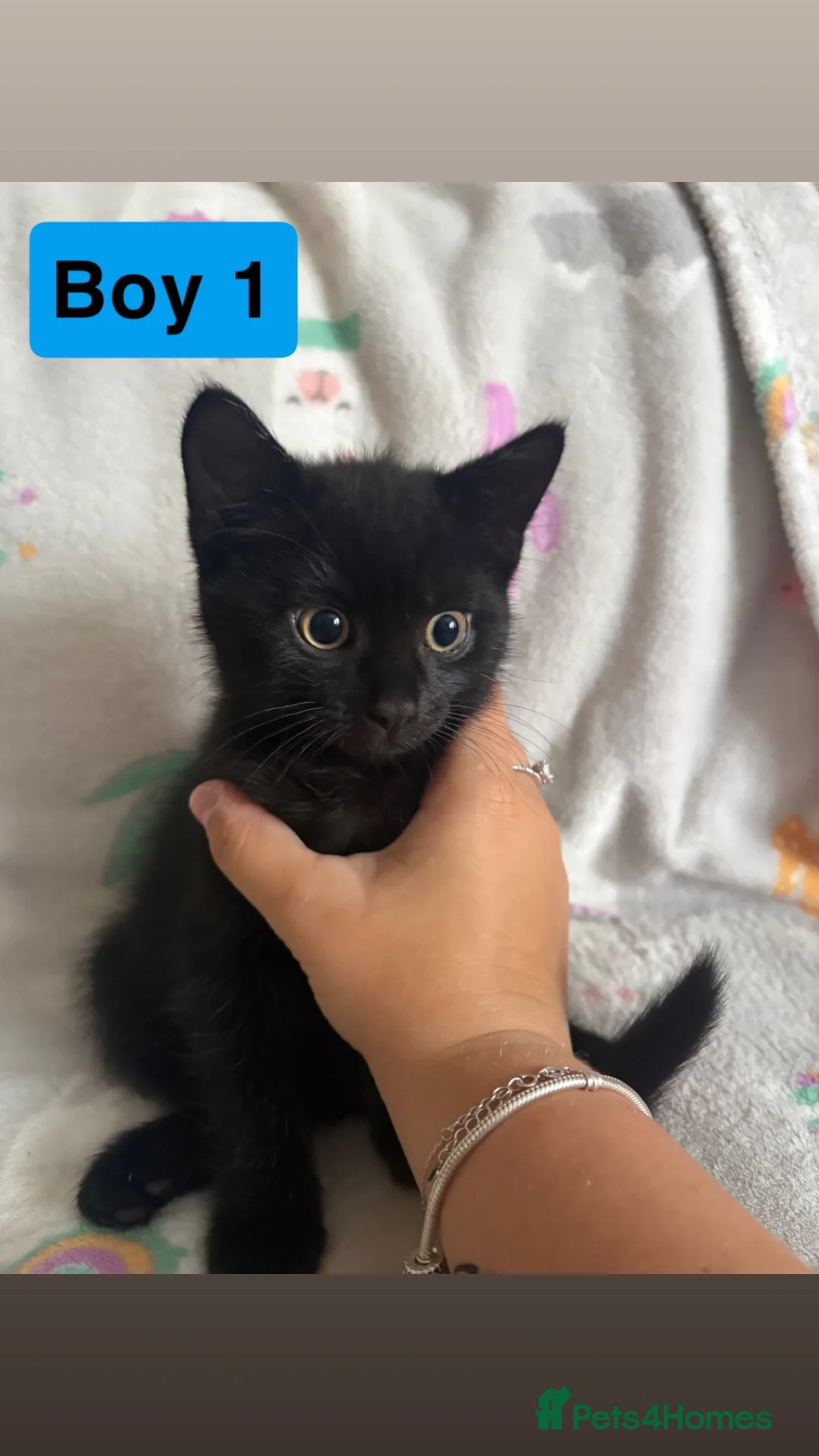 Mixed Breed cats for sale: 2 Black male kittens  in Blandford Forum - Advert 3