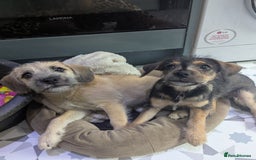 Mixed Breed dogs for sale: Mixed breed puppy - Image 4