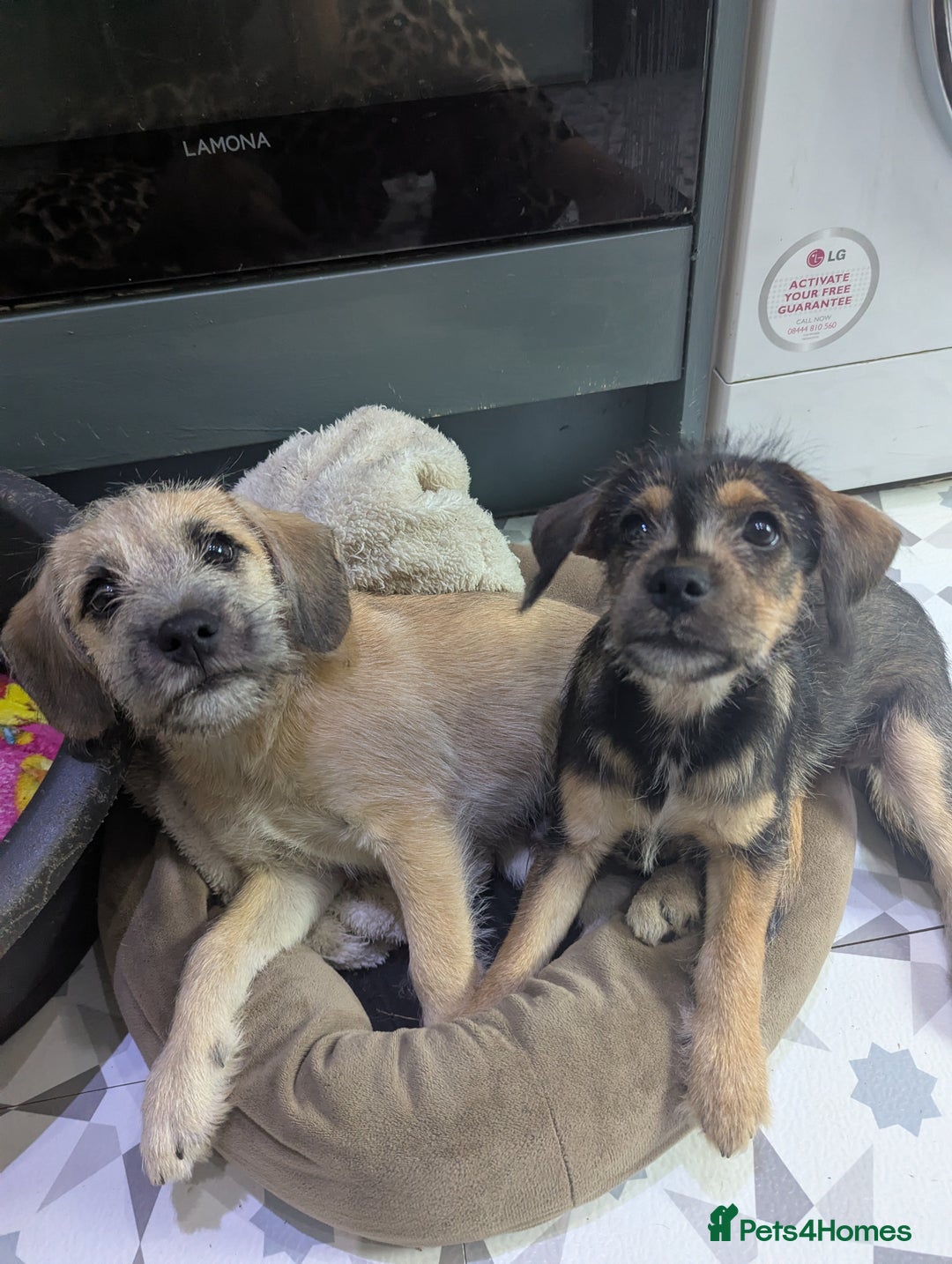 Mixed Breed dogs for sale: Mixed breed puppy - Image 4