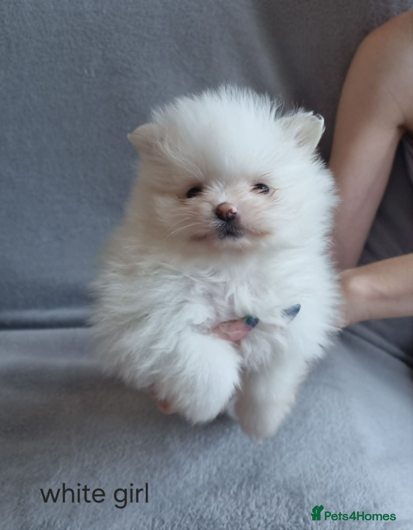 Pomeranian dogs Stunning KC teddy bear Pomeranian Puppies - Advert 2