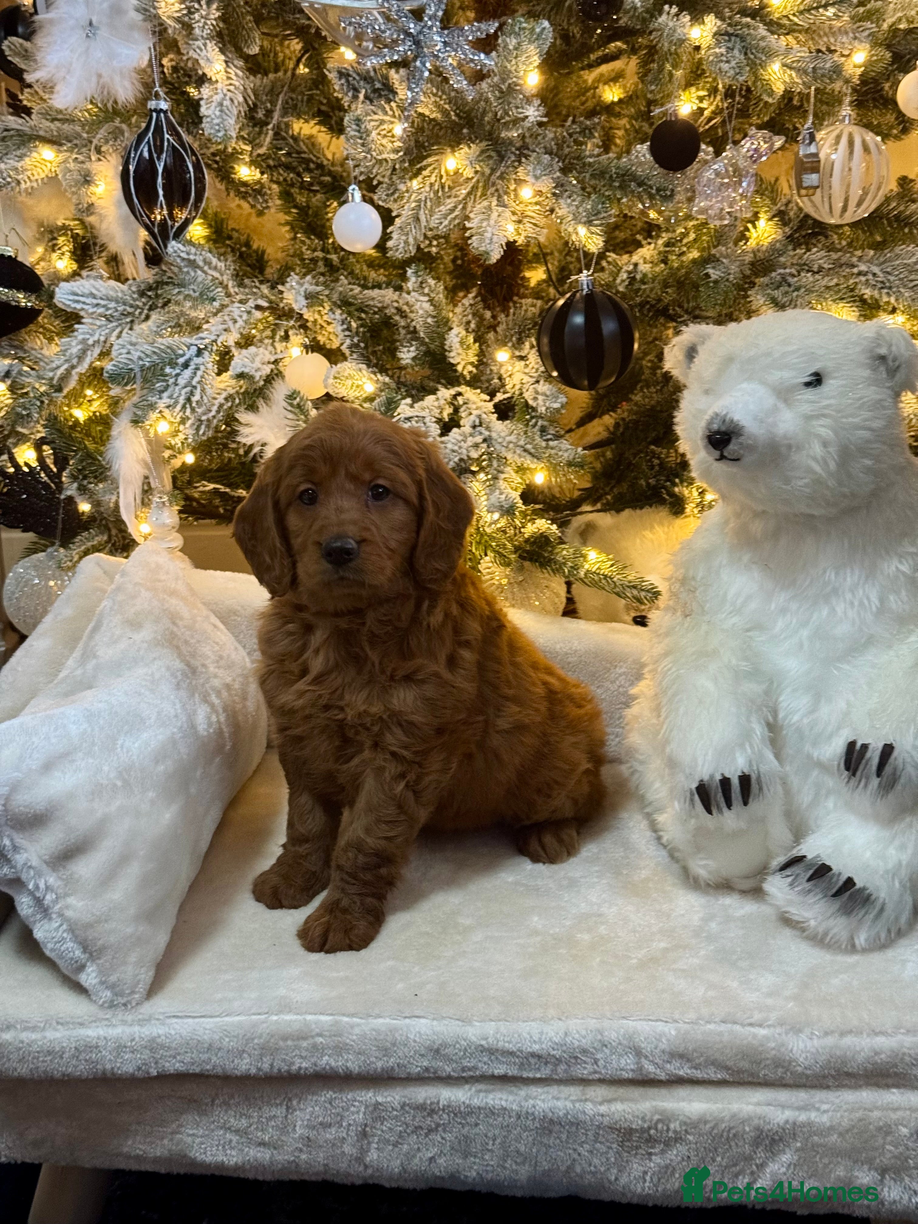 Mini Goldendoodle dogs 6 mini goldendoodle puppies for sale - Advert 1