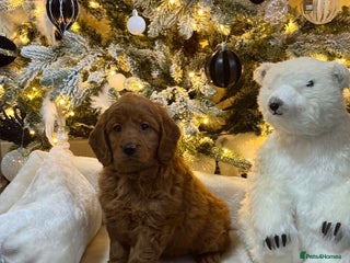 Mini Goldendoodle dogs 6 mini goldendoodle puppies for sale - Advert 4