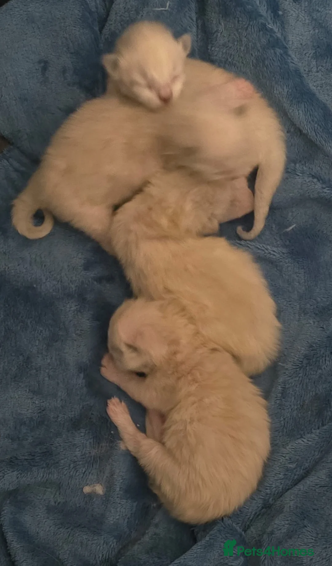 Ragdoll cats for sale: Ragdol kittens - Advert 2