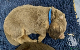 German Shepherd dogs for sale: KC health tested top quality german shepherds - Image 16