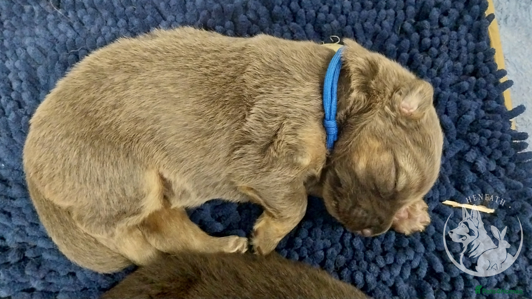 German Shepherd dogs for sale: KC health tested top quality german shepherds - Image 16