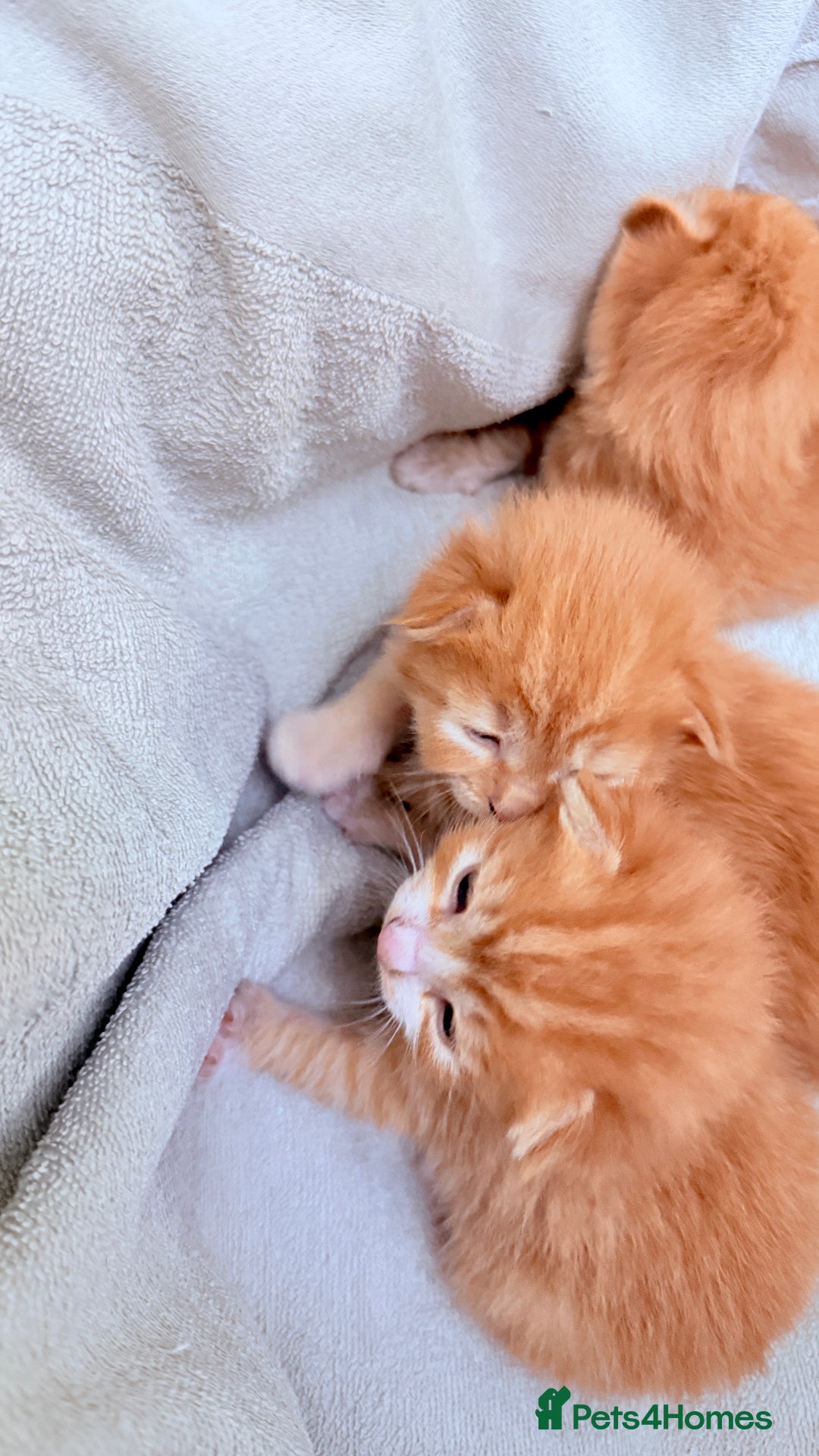 British Shorthair cats for sale: STUNNING 🤩 British Shorthair Queen 👑 litter  - Image 7