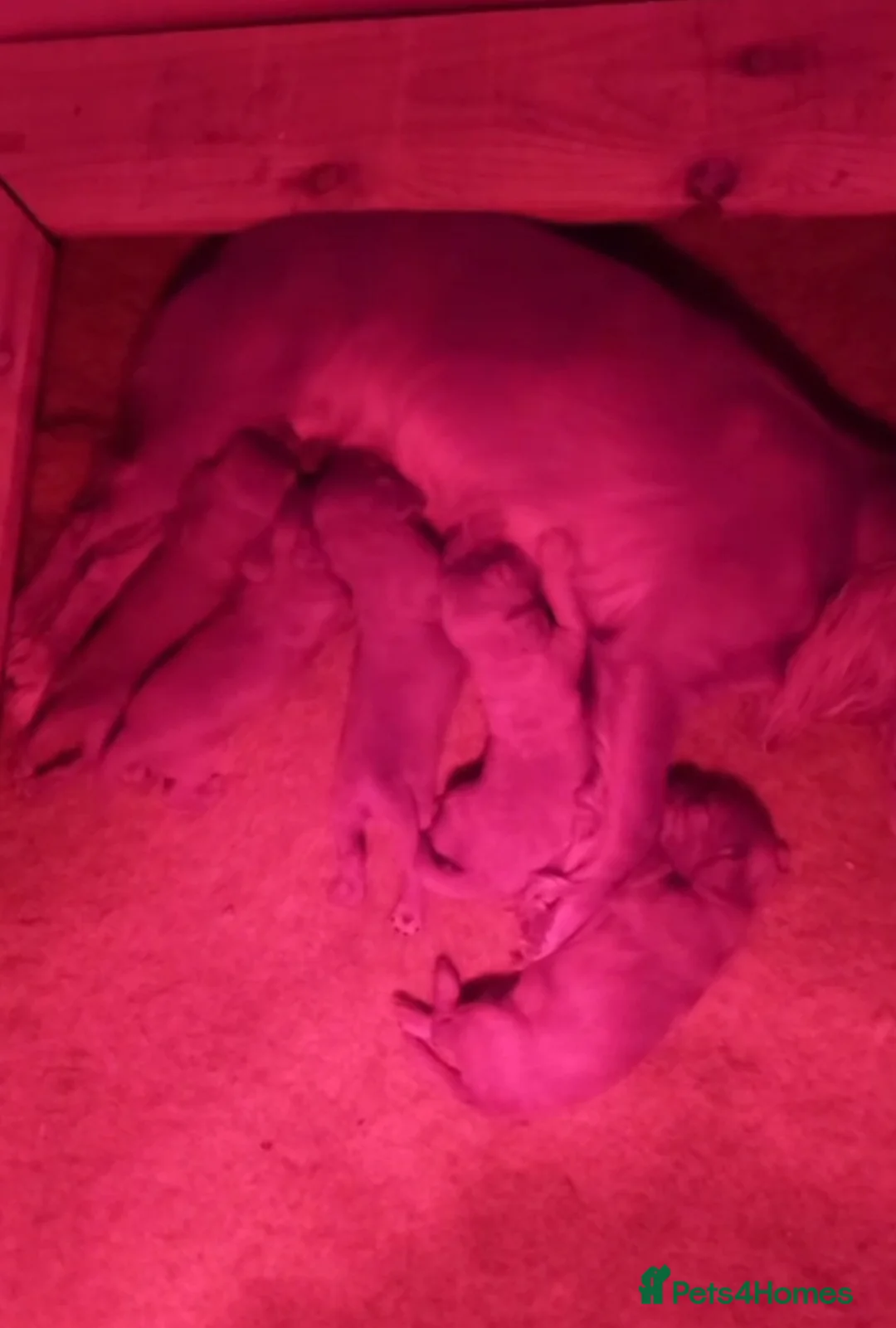 Cocker Spaniel dogs for sale: Working cocker spaniel puppies for sale - Advert 3