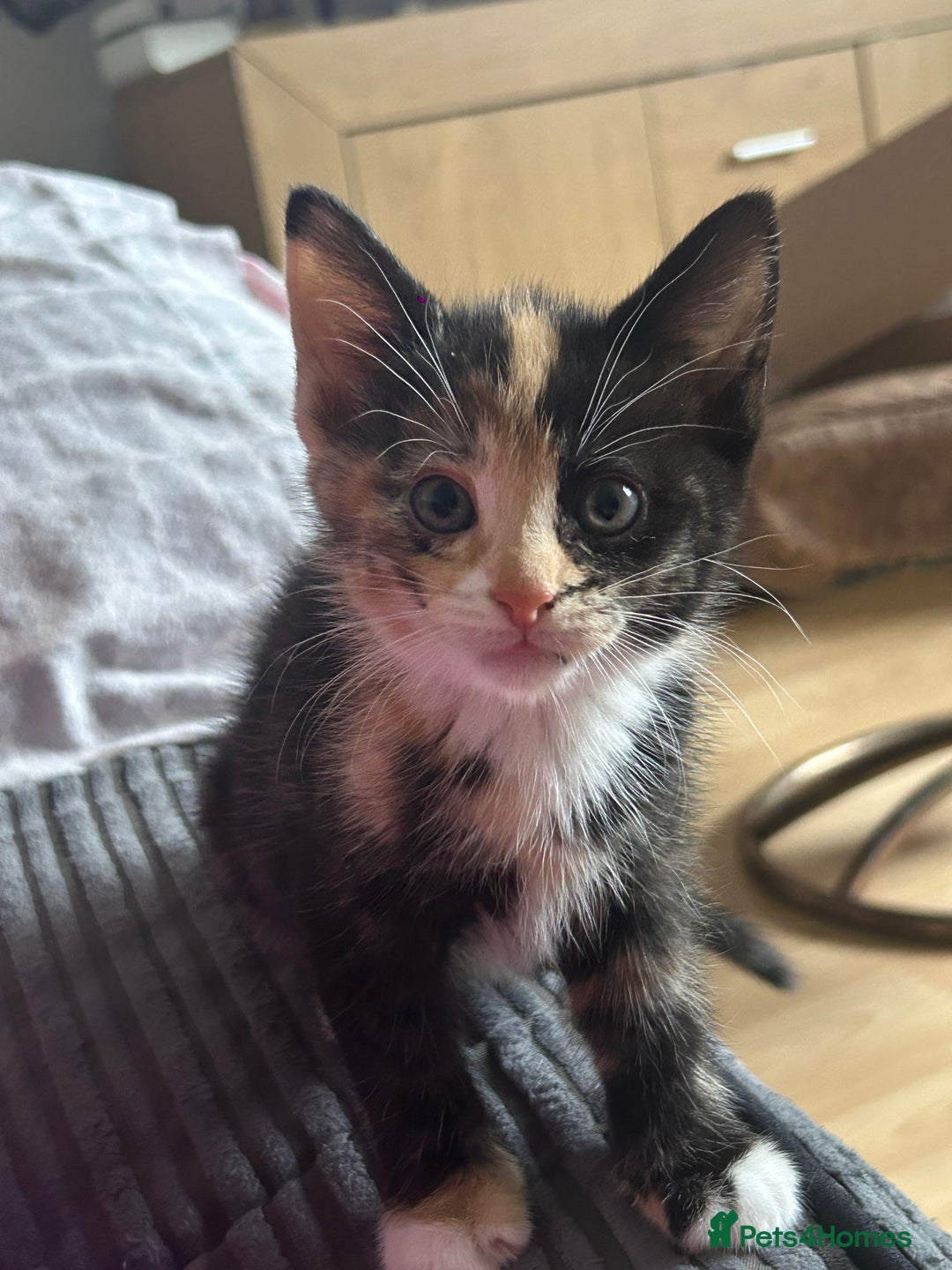 Mixed Breed cats for sale: 4x kittens for sale  - Image 5