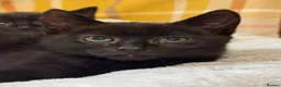 British Shorthair cats for sale: Beautiful Kittens Ready now  - Advert 4
