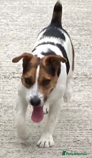 Jack Russell dogs Jack Russell for stud - Advert 1