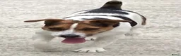 Jack Russell dogs for stud: Jack Russell for stud - Advert 1