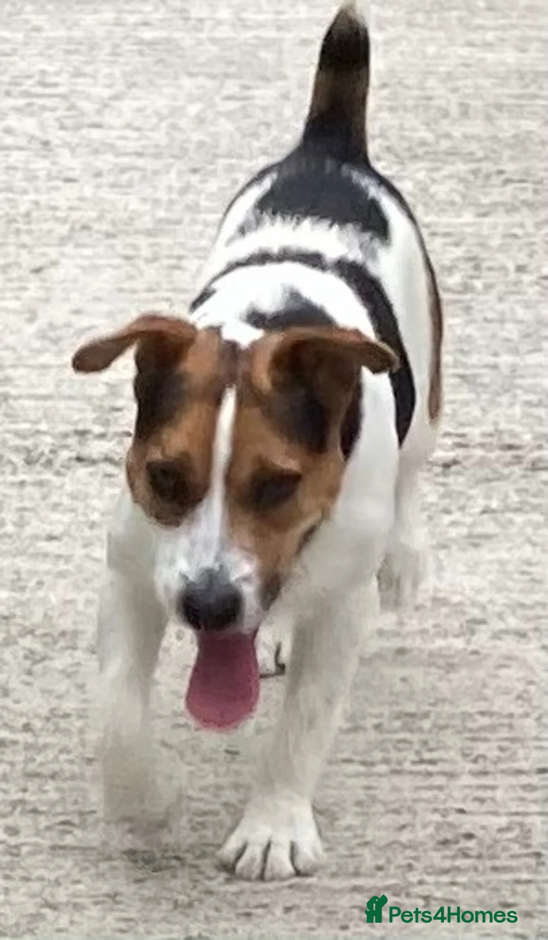 Jack Russell dogs for stud: Jack Russell for stud - Advert 1