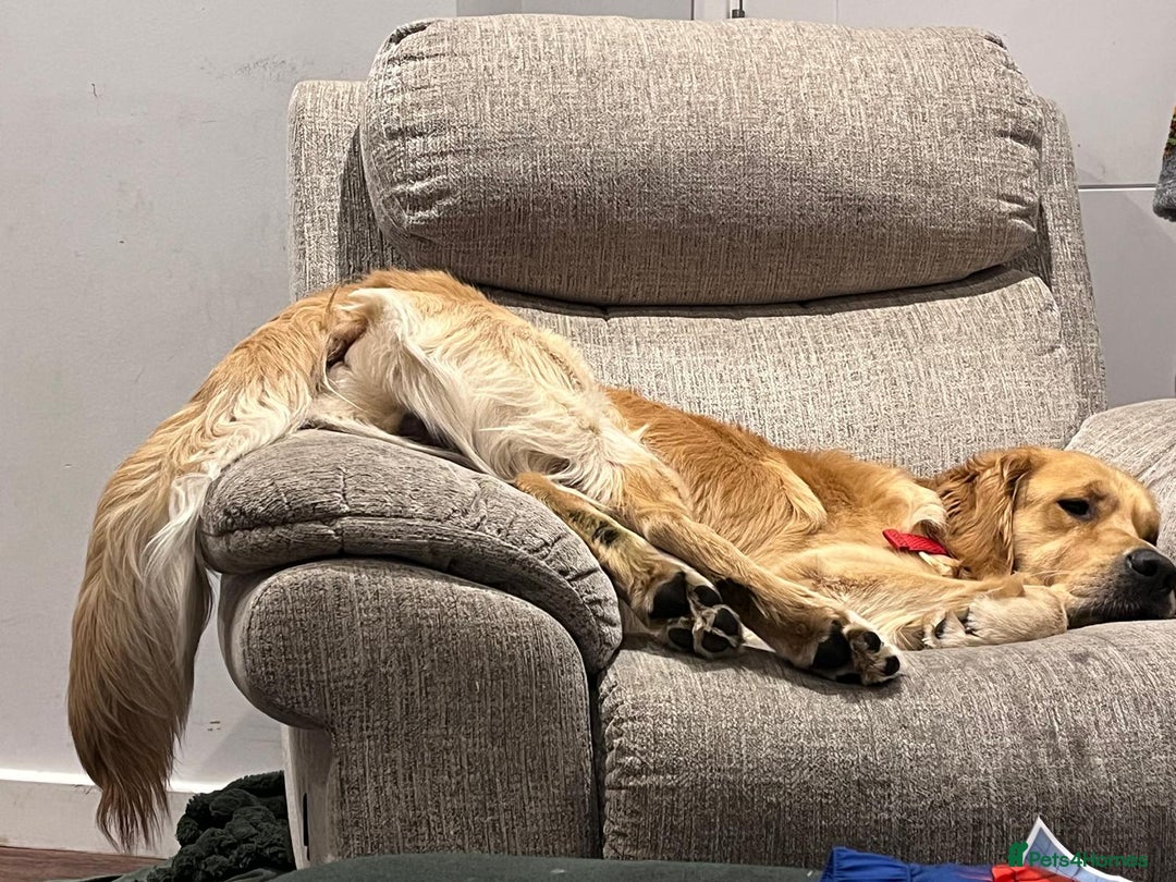 Golden Retriever dogs for stud: Our Loveable Goof in Woking - Image 17