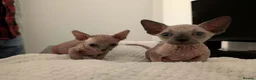 Sphynx cats for sale: Looking for for ever home ready for  **   in Merthyr Tydfil - Advert 8