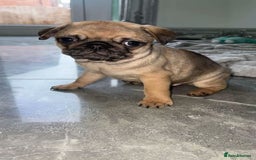 Pug dogs for sale: PUG PUPPYS READY TO GO !!!! - Advert 18